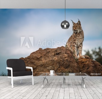 Picture of Lynx at liberty